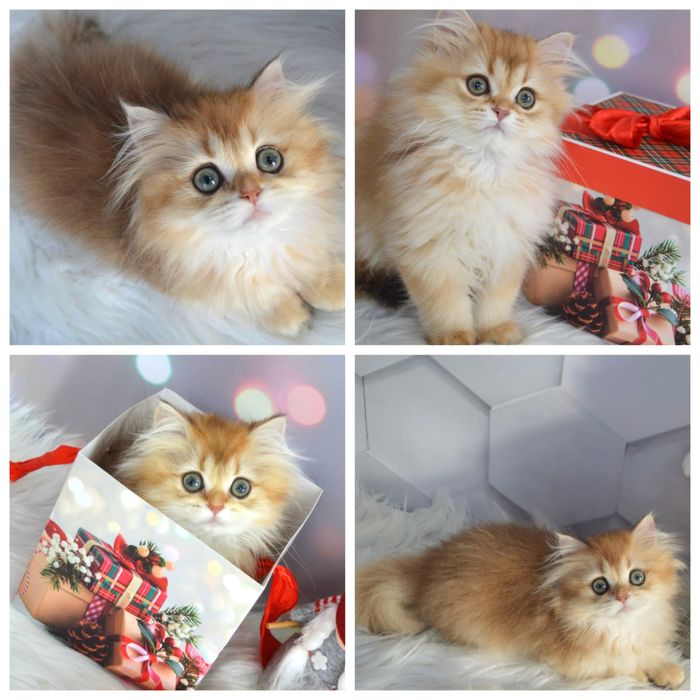 Британская золотая шиншилла котята