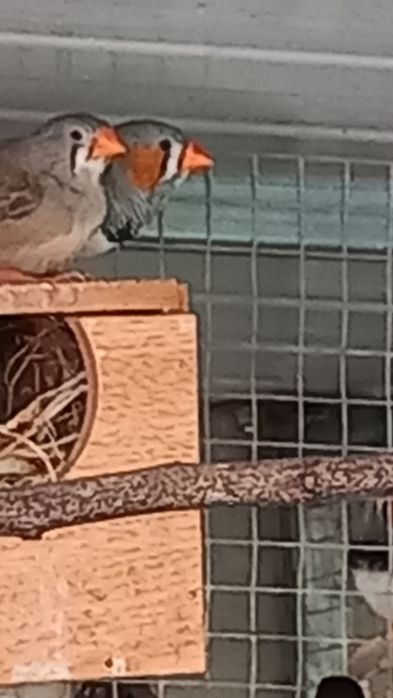 Vendo Mandarins machos