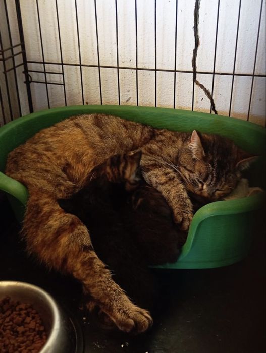 Sabrina- uma linda tigresa!