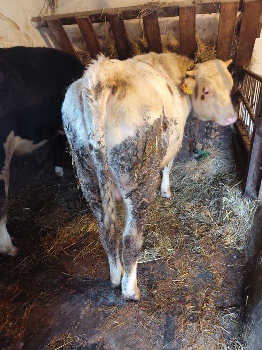 Byczek piękny sprzedam