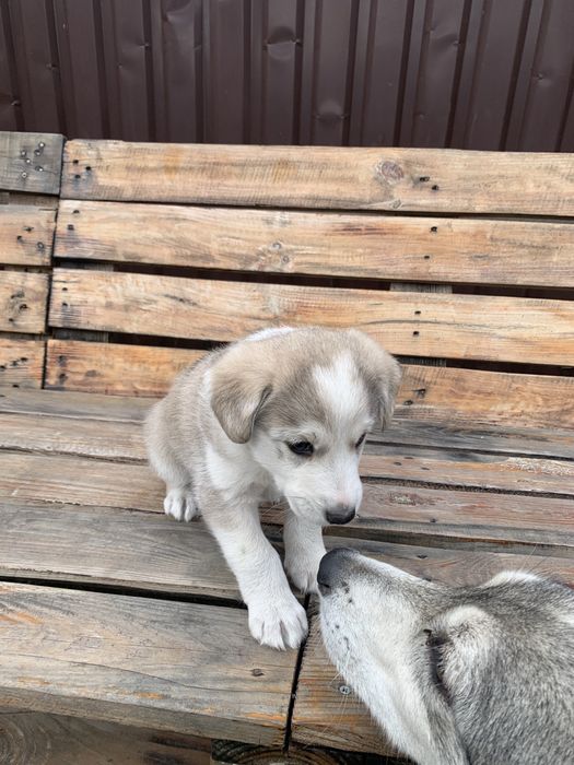 Відаємо в добрі руки хлопчика