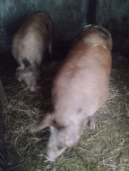 Домашні свині живою вагою