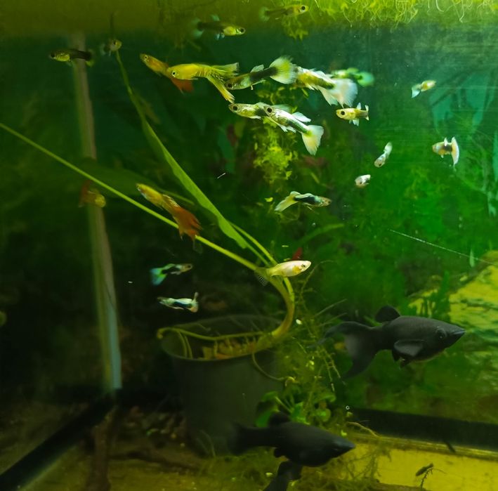 Молодь Гупі дамбо