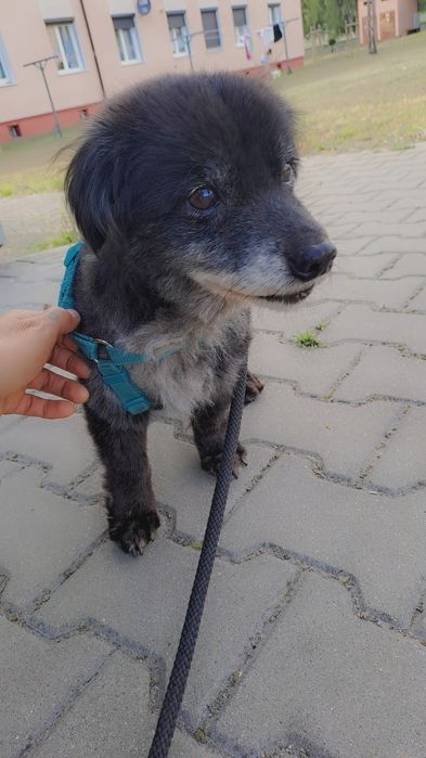 Misiek. 6kg pieska szuka domku