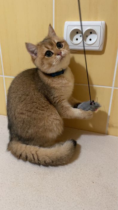 Золоте муркотливе щастя