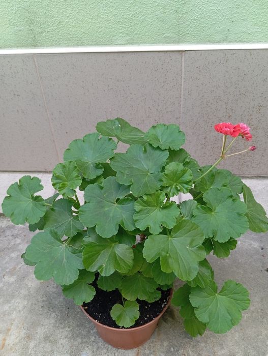 Пеларгонія калачик герань розебудна