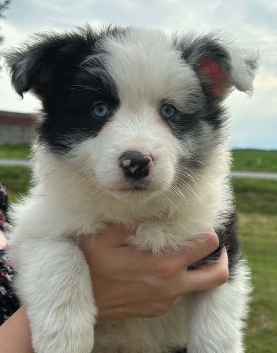 Border collie piesek