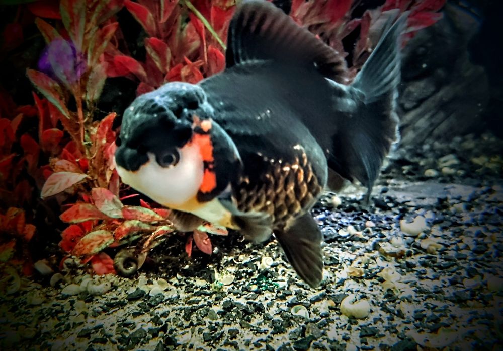 Goldfish ,,apache oranda,,  lwia glówka welonki welon welonka