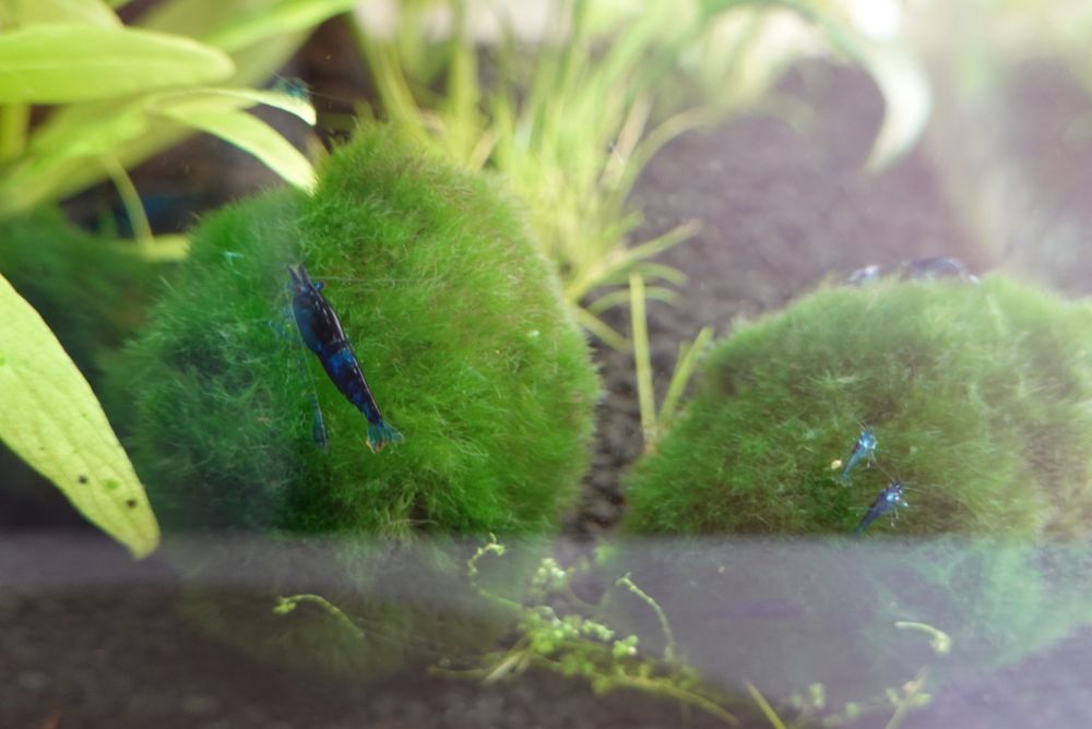 Krewetki Blue Velwet