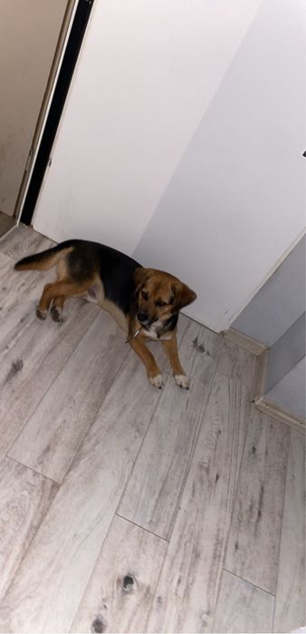 Oddam pieska- Beagle
