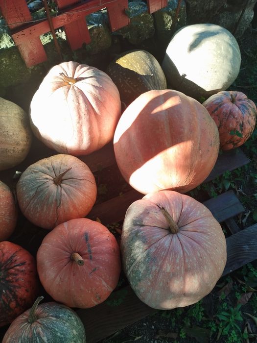 Abóboras de diversos tamanhos