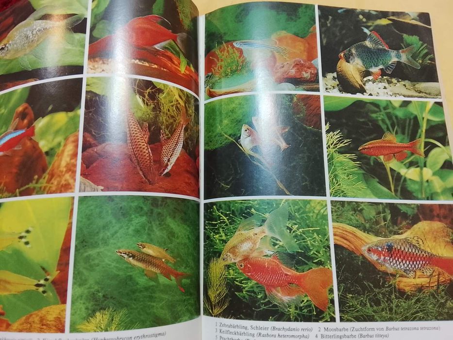 Аквариум. Всё с самого начала