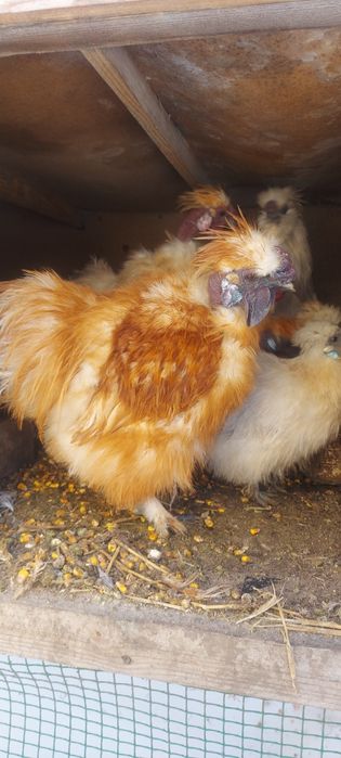 Пухові півники, мускусні качки, качурі