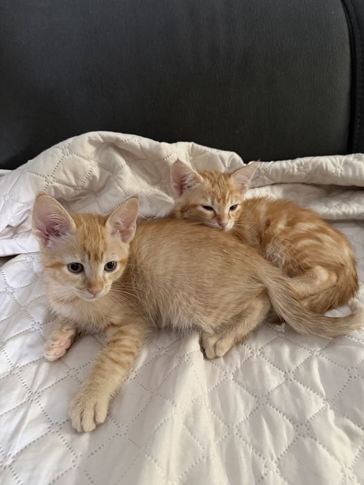 Gatos para adoção