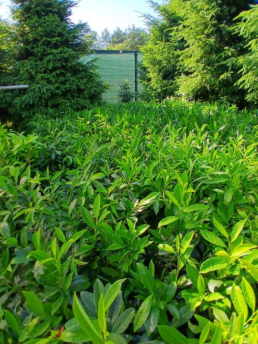 Laurowisnia cacasica 25 zl