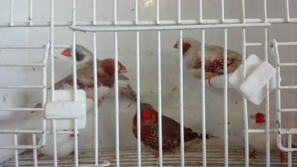 Vendo diamantes mandarins de bochecha preta