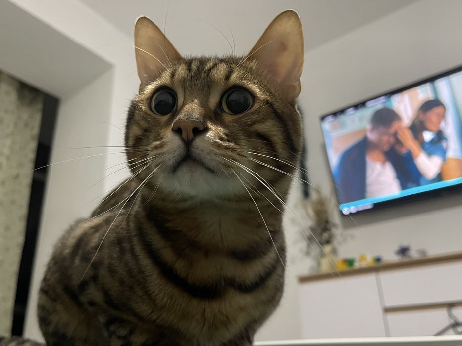 Кіт для вʼязки бенгалець