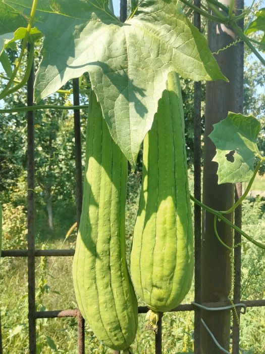 Люфа - природня мочалка