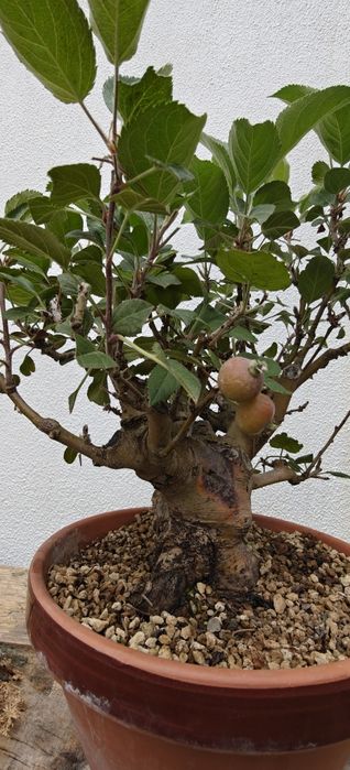Macieira Bonsai, malus evereste