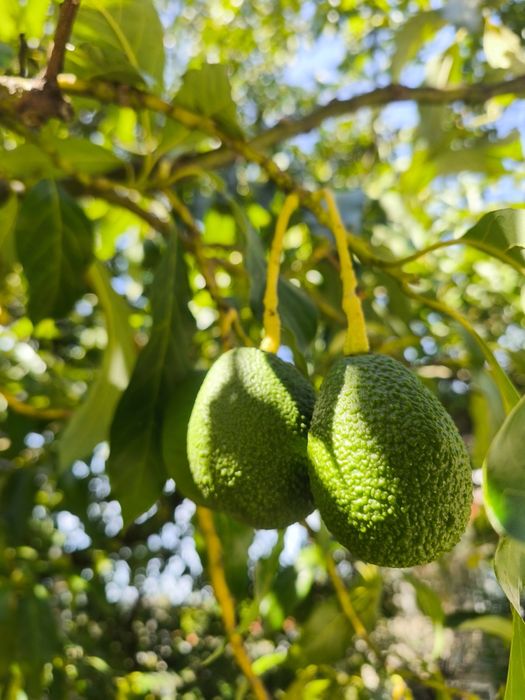 Vendo abacates.    .