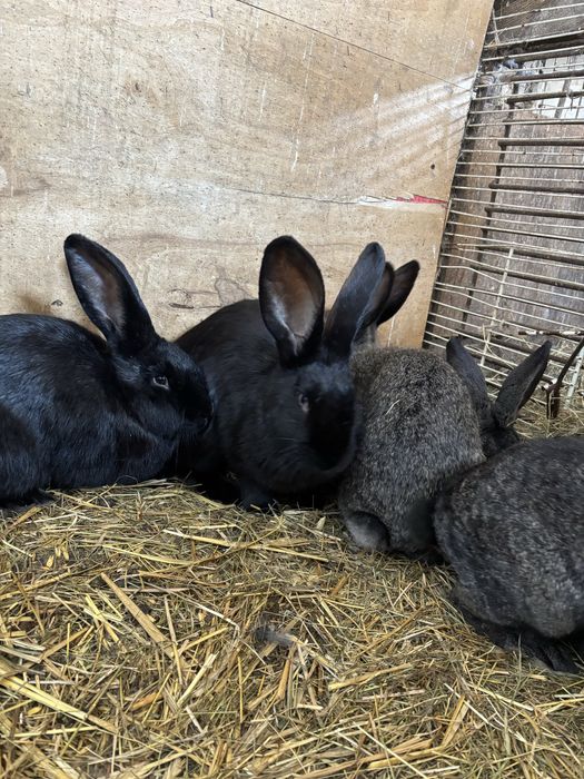 Sprzedam młode króliki