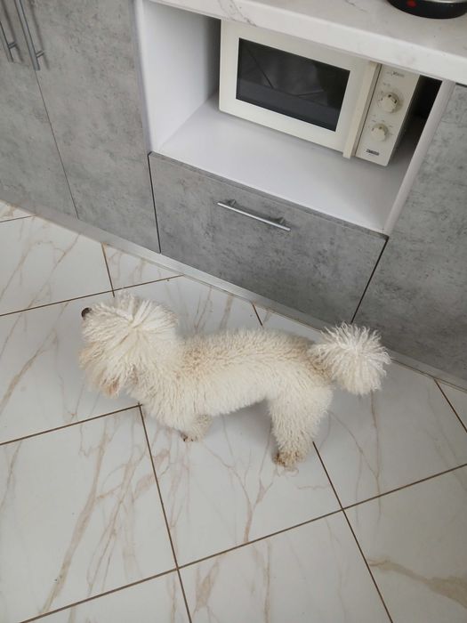 Хлопчик Пудель Мініатюра ( Miniature Poodle  Карликовий) для вязки