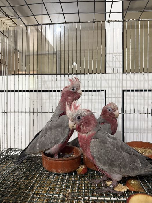 catatua galah macho