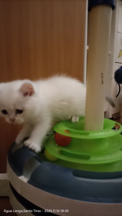 British Shorthair   chinchila