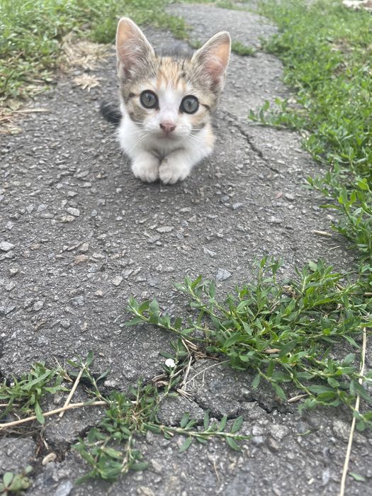 Кошенята коти котики