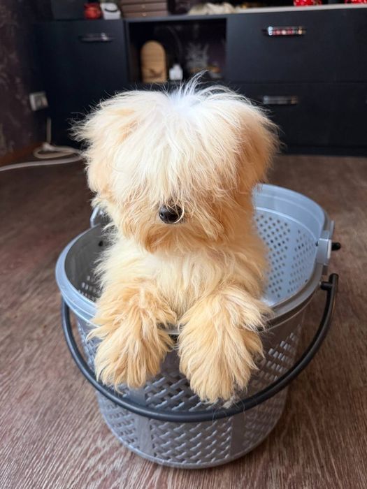 Мальчик Мальтипу!