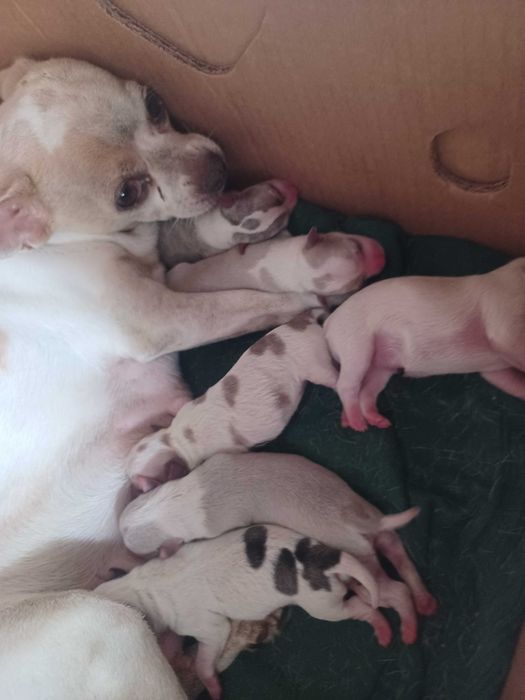 Animais lindissimos