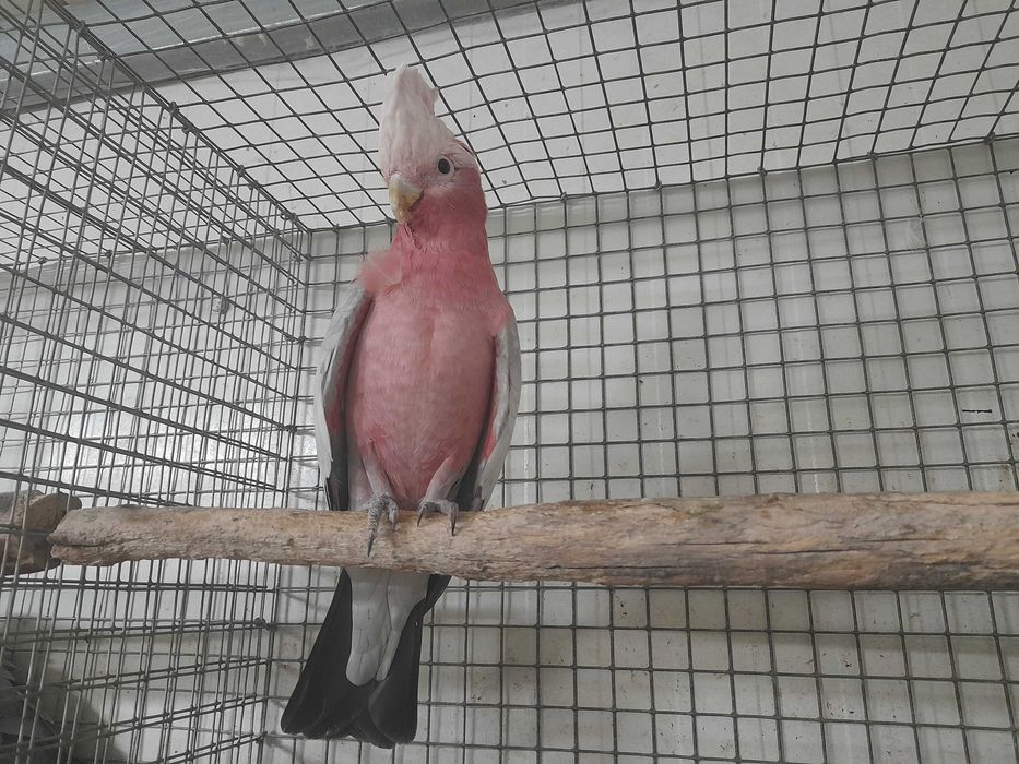 Cacatua Galah Macho 2025