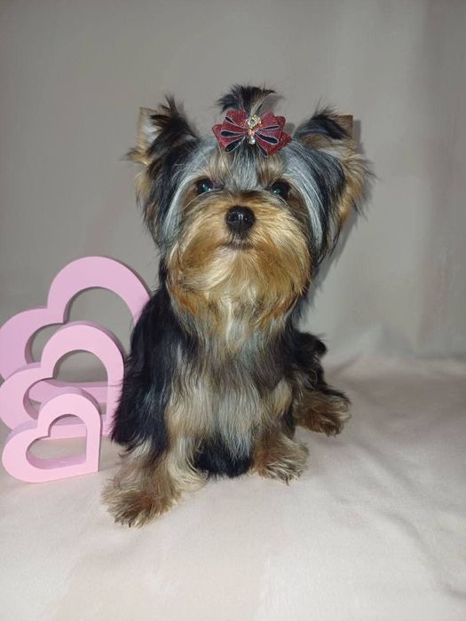 Йоркширський тер'єр