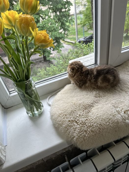 Шотландская кошка