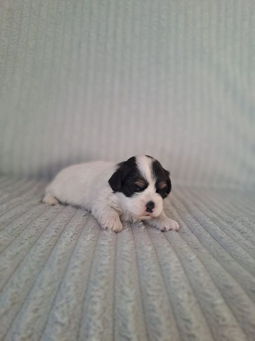 Piesek Hawańczyk do REZERWACJI