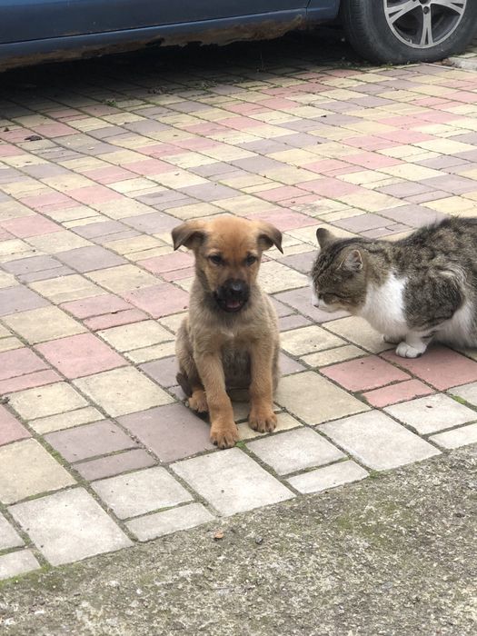 Цуценята в хороші руки