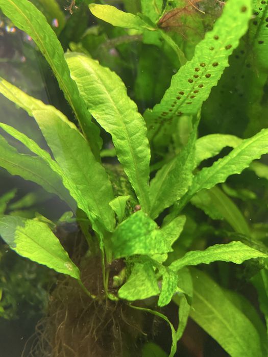 Mikrozorium, microzorium, microsorium Roślinka roslina akwariowa