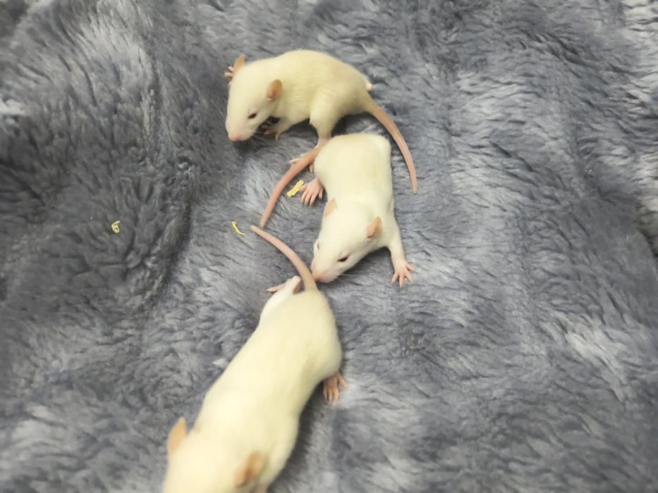 Szczurki szczur szczurek