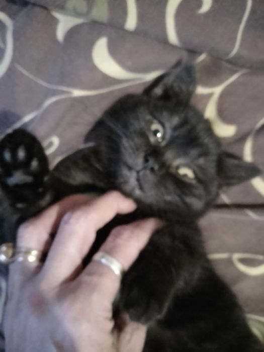 Чистокровні шотландські кошенята