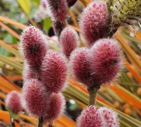 Саджанці дерев на штамбі - Сакура, Клен, Мигдаль, Верба, Шовковиця Троянди на штамбі