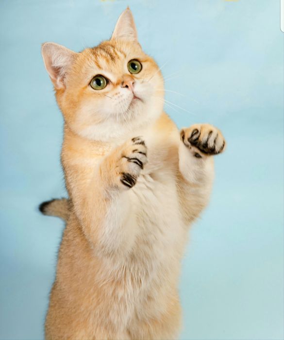 Котята золотая шиншилла