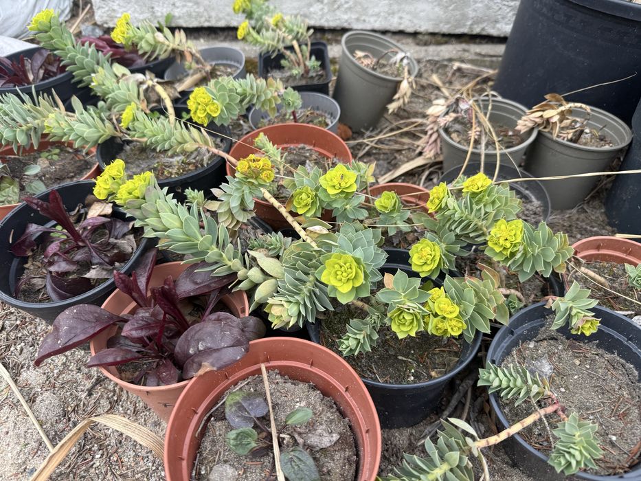 Sadzonka  wilczomlecz mirowaty