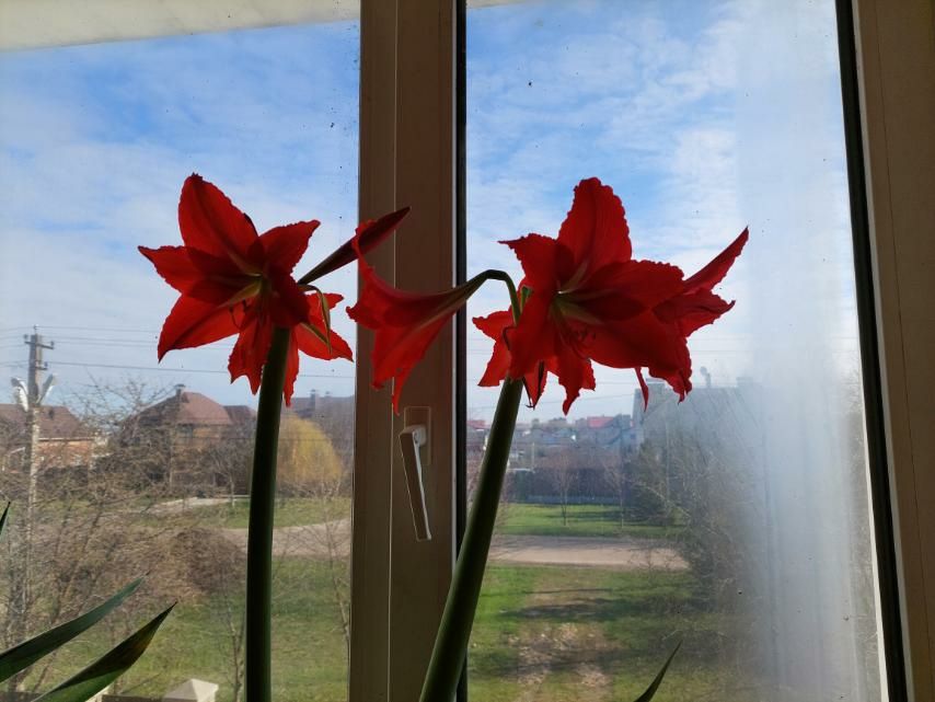 Продам гіппеаструм червоний.