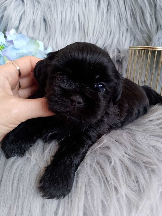 Piękny czarny piesek rasy Shih-Tzu