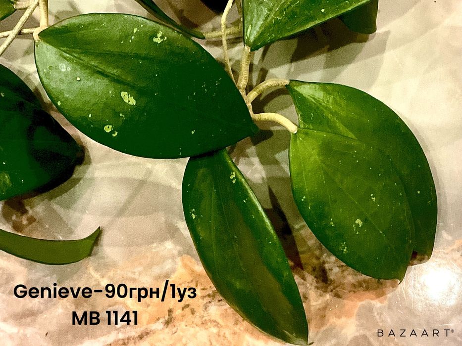 Хойя срез сорта