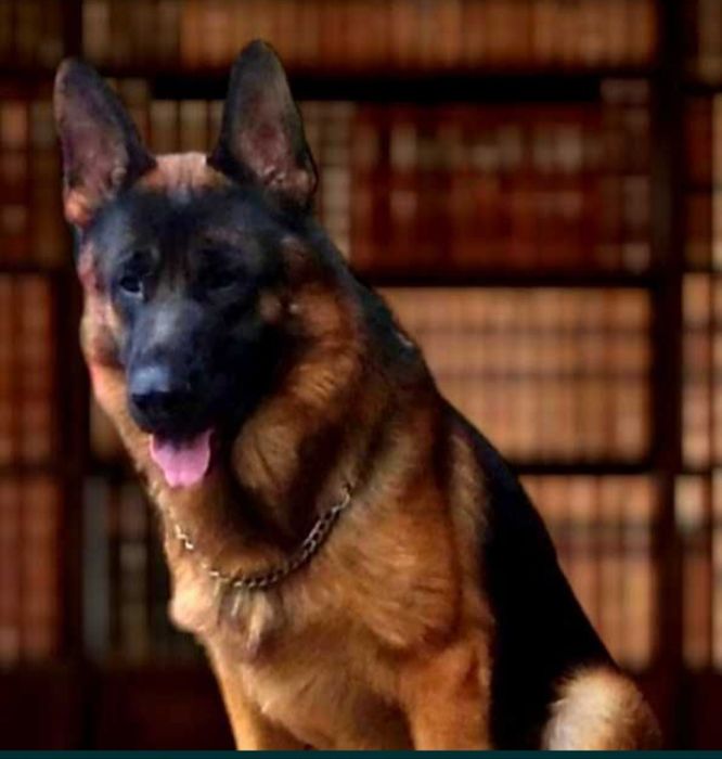 Шикарные щенки .