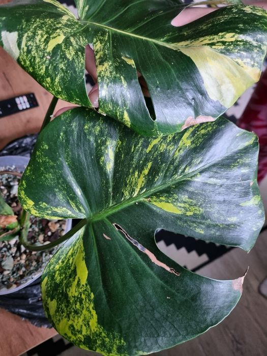 Monstera yellow Marilyn large form dół 2 liście marmurek aurea