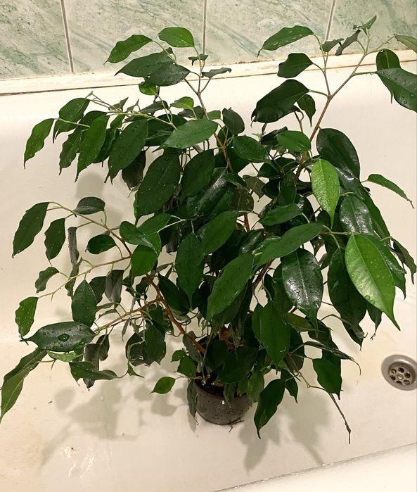 Фікус Бенджаміна, кімнатна рослина