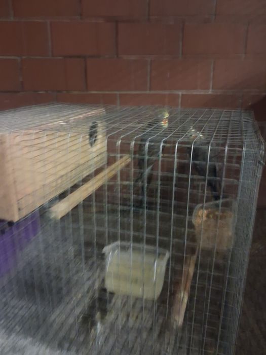 Casal caturras reprodutoras