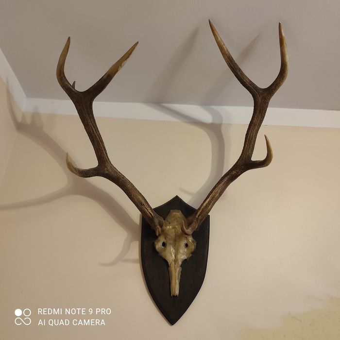 Poroże jelenia duże pięknie wyeksponowane